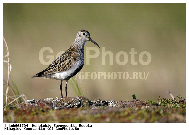 �������� ������, ��������, ��������, ��������, �����������, �����, �����, �����, ������, XYZ, ���������, Scolopacidae, ����������, Calidris alpina